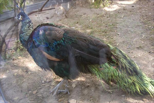 孔雀苗多少钱一只？