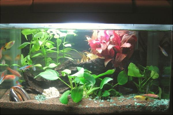 养鱼的水有什么要求?