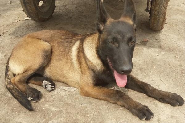 马犬怎么看纯不纯种？