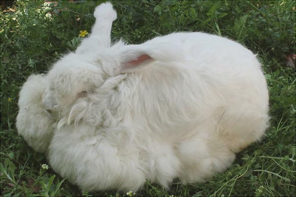 长毛兔价格多少钱一只?