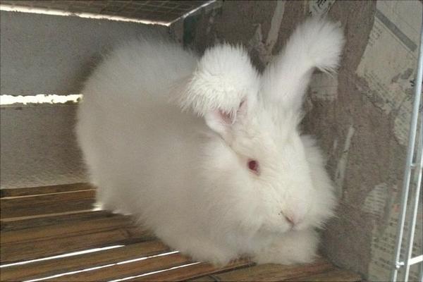 长毛兔价格多少钱一只?