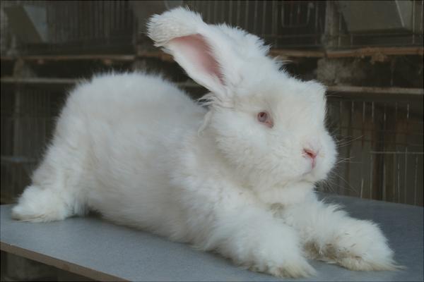 长毛兔价格多少钱一只?