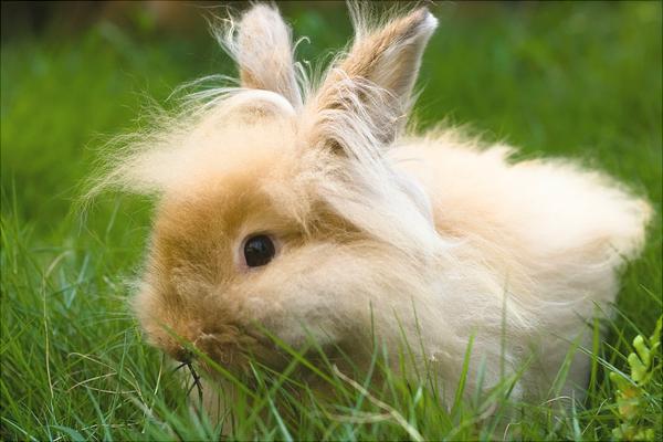 长毛兔价格多少钱一只?