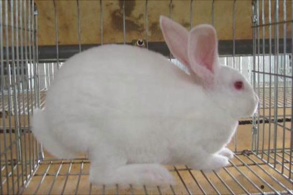 獭兔价格多少钱一只?