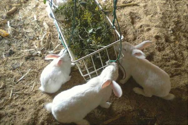 獭兔价格多少钱一只?