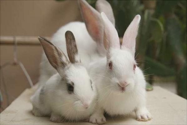 獭兔价格多少钱一只?