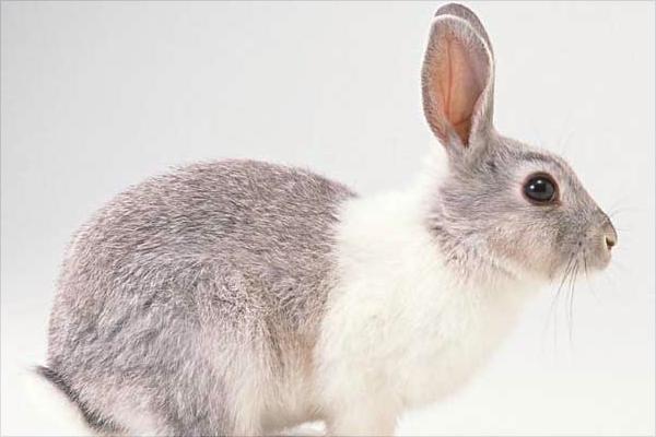 獭兔价格多少钱一只?