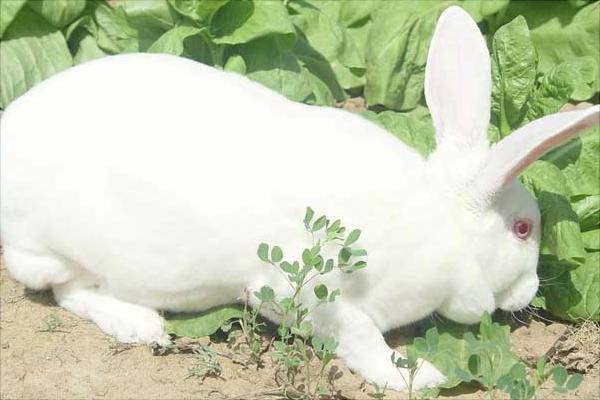 獭兔价格多少钱一只?