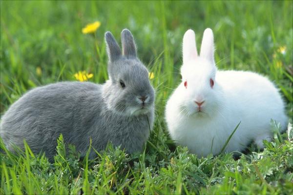 肉兔价格多少钱一只?