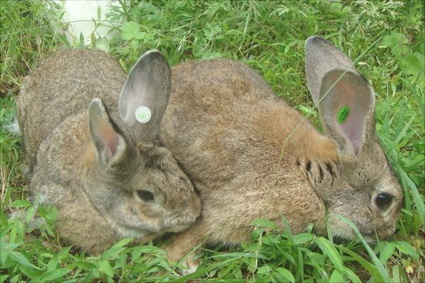 肉兔价格多少钱一只?