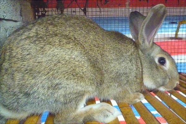 肉兔价格多少钱一只?