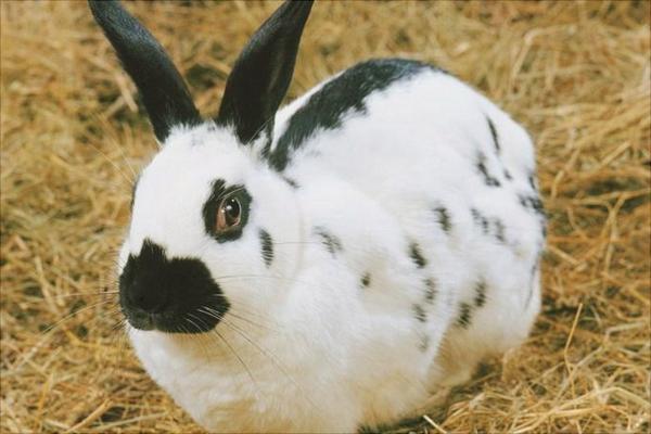 肉兔价格多少钱一只?