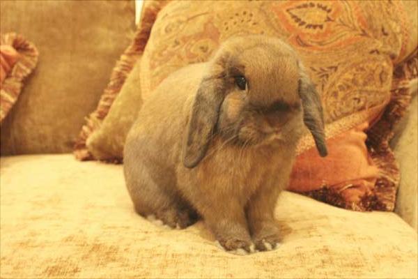 肉兔和宠物兔的区别有哪些?