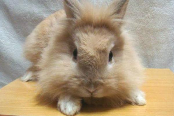 肉兔和宠物兔的区别有哪些?