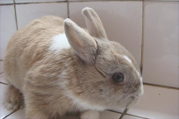 肉兔和宠物兔的区别有哪些?