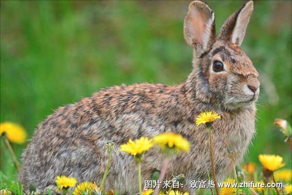 养殖野兔要多少资金?