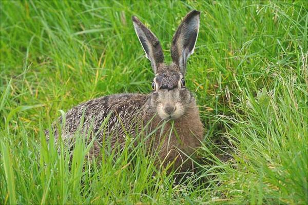 养殖野兔要多少资金?