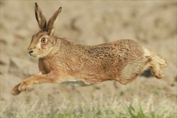 养殖野兔要多少资金?