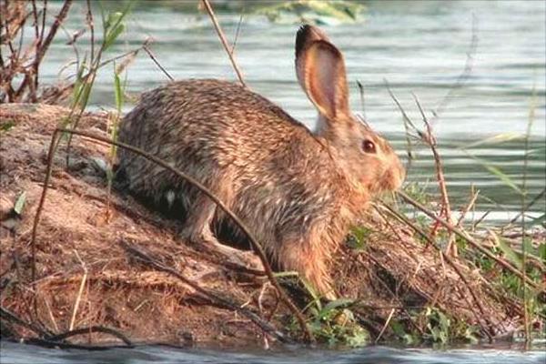 养殖野兔要多少资金?