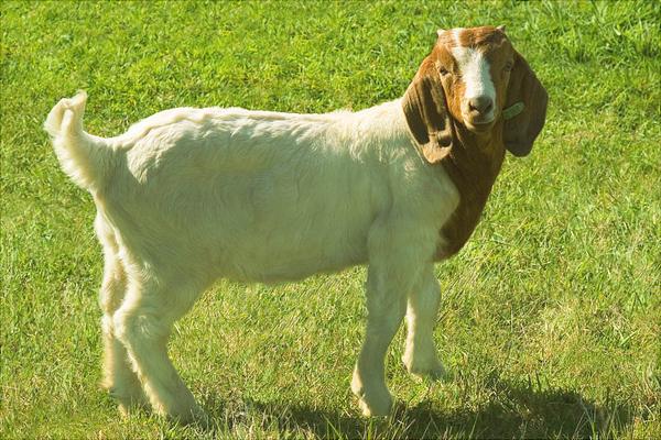 养肉羊选什么品种?最好的肉羊品种推荐