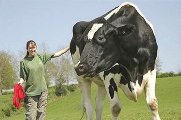 奶牛价格多少钱一头?