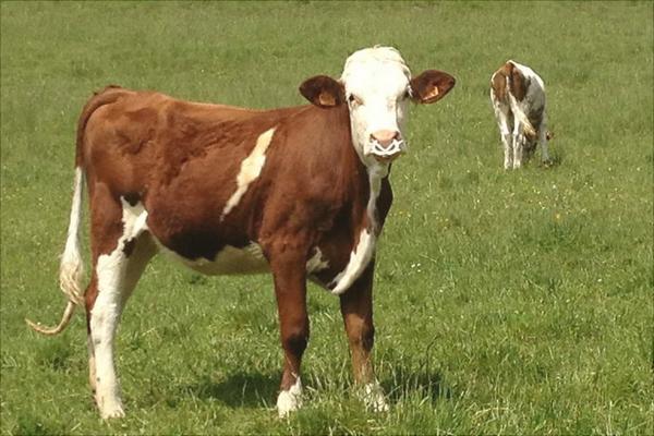 奶牛价格多少钱一头?