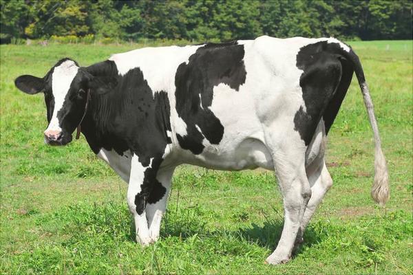 奶牛价格多少钱一头?