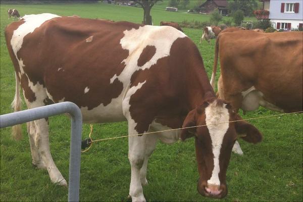 奶牛价格多少钱一头?