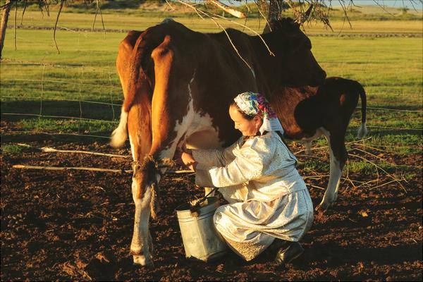 奶牛为什么一直有牛奶?