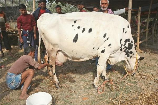 奶牛为什么一直有牛奶?