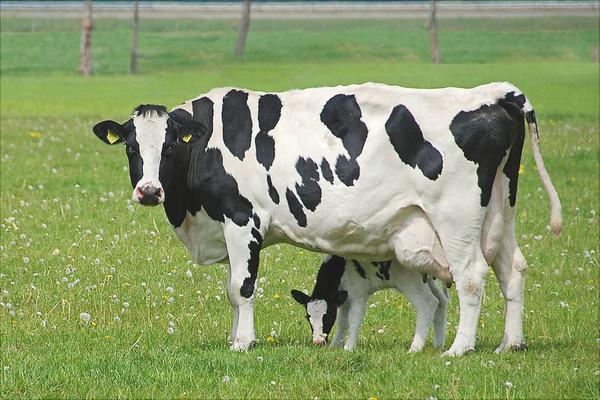 奶牛为什么一直有牛奶?