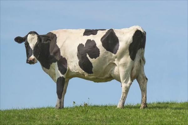 奶牛有哪些品种?