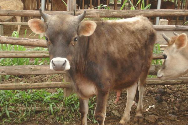 奶牛有哪些品种?