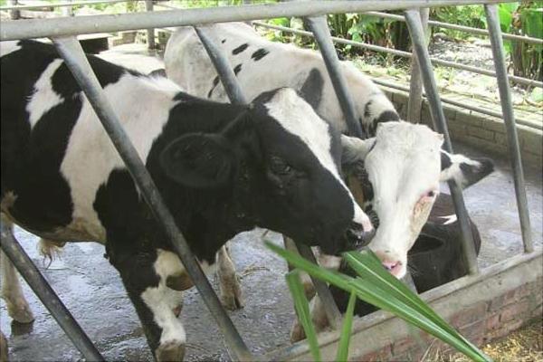 奶牛有哪些品种?