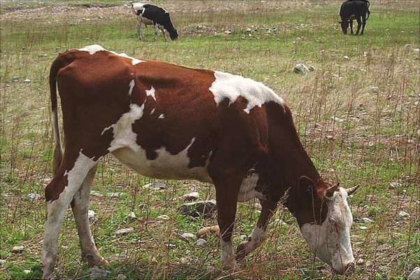 一头奶牛一年的利润有多少?