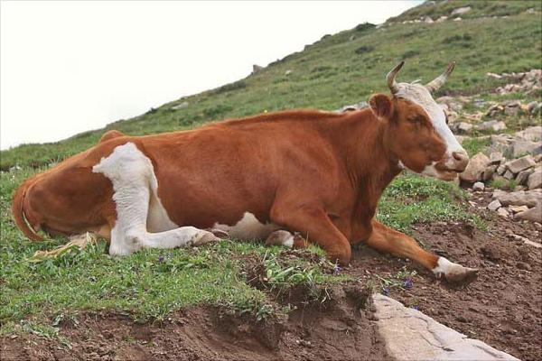 一头奶牛一年的利润有多少?