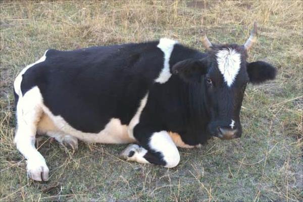 一头奶牛一年的利润有多少?