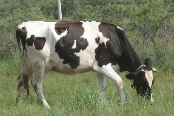 一头奶牛一年的利润有多少?