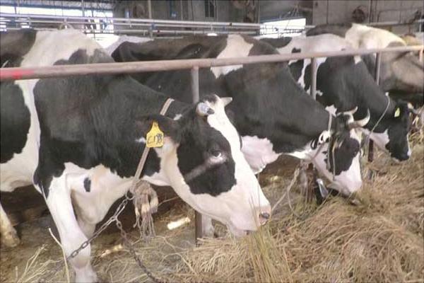 一头奶牛一年的利润有多少?