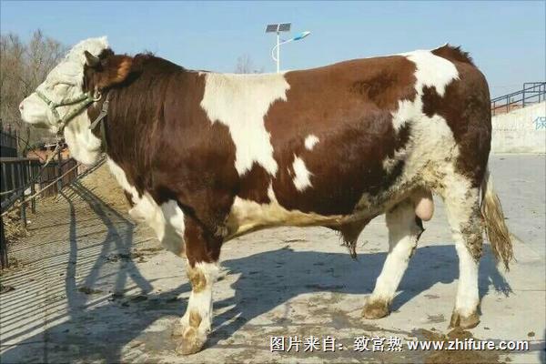 西门塔尔牛价格多少钱一头?