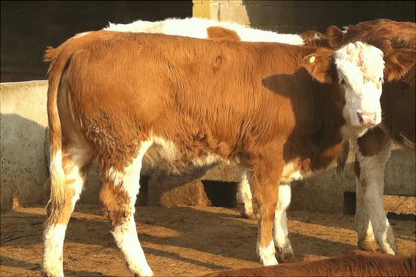 西门塔尔牛价格多少钱一头?