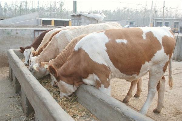 西门塔尔牛价格多少钱一头?