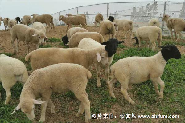 黑头杜泊绵羊和白头杜泊绵羊的区别是什么？