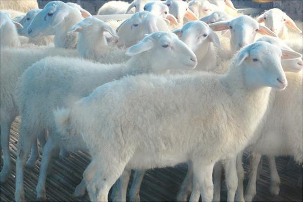 湖羊和小尾寒羊哪个好?