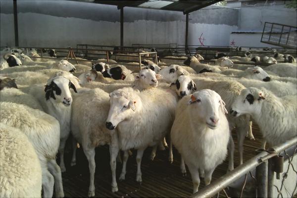 湖羊和小尾寒羊哪个好?