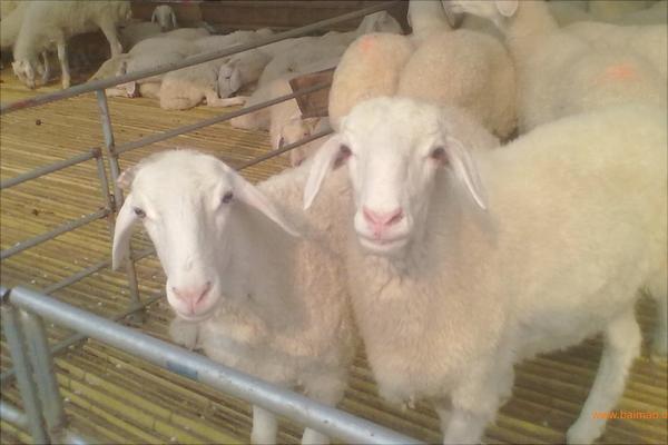 湖羊和小尾寒羊哪个好?