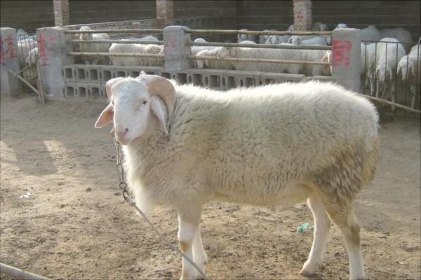 湖羊和小尾寒羊哪个好?