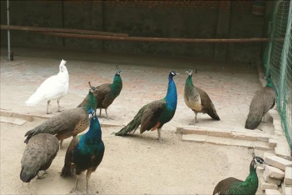 孔雀吃什么食物?