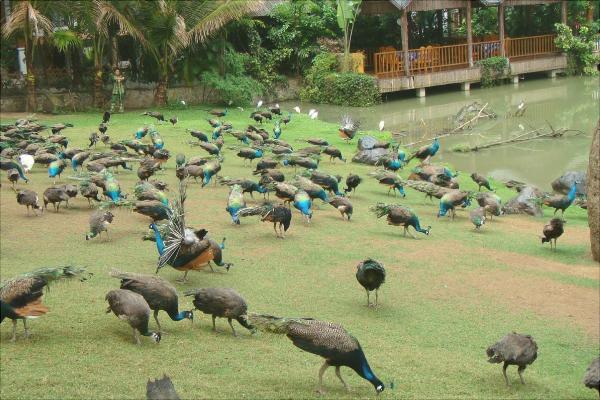 孔雀吃什么食物?