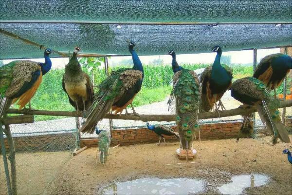 孔雀吃什么食物?